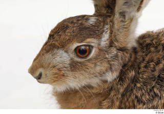 Hare  1 head 0012.jpg